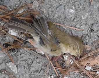 Uccelletto (morto) da identificare: Lu piccolo