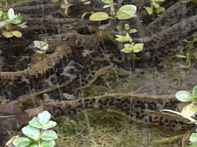 Uova? S  (Bufo bufo)