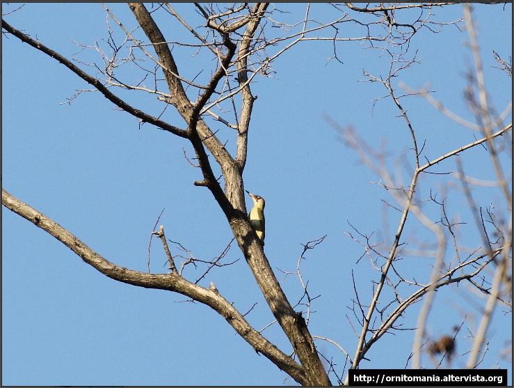 Frosoni e Picchio Verde