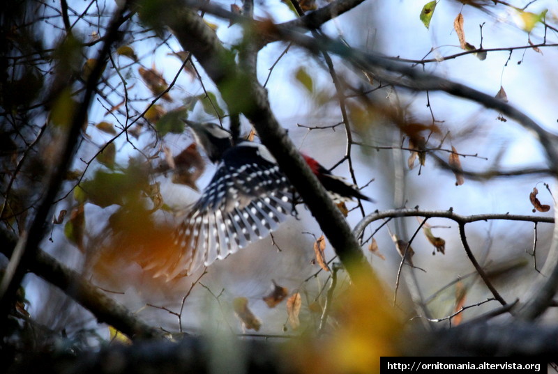 Picchio in volo e Regolo in Val Taleggio