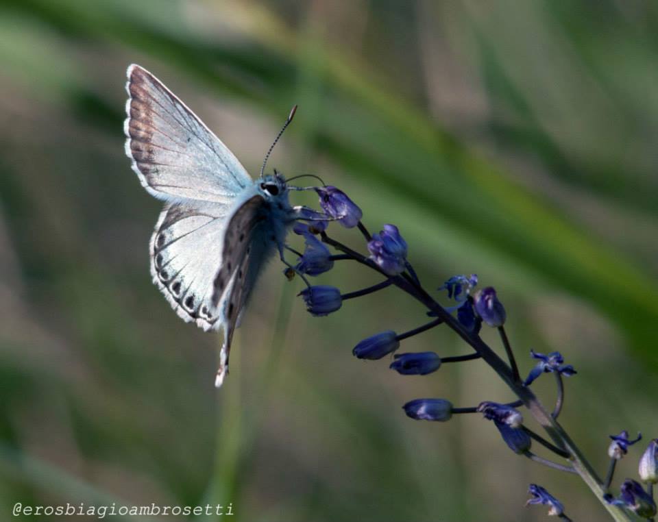 Polyommatus hispanus ?  o altro ? Alture Ge Pr agosto 2014