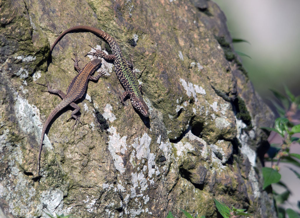 Lacerta bilineata e Podarcis muralis