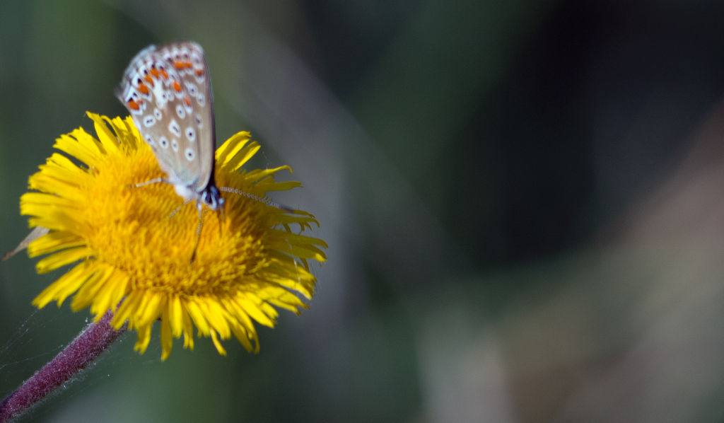 Identificazione - Polyommatus sp.