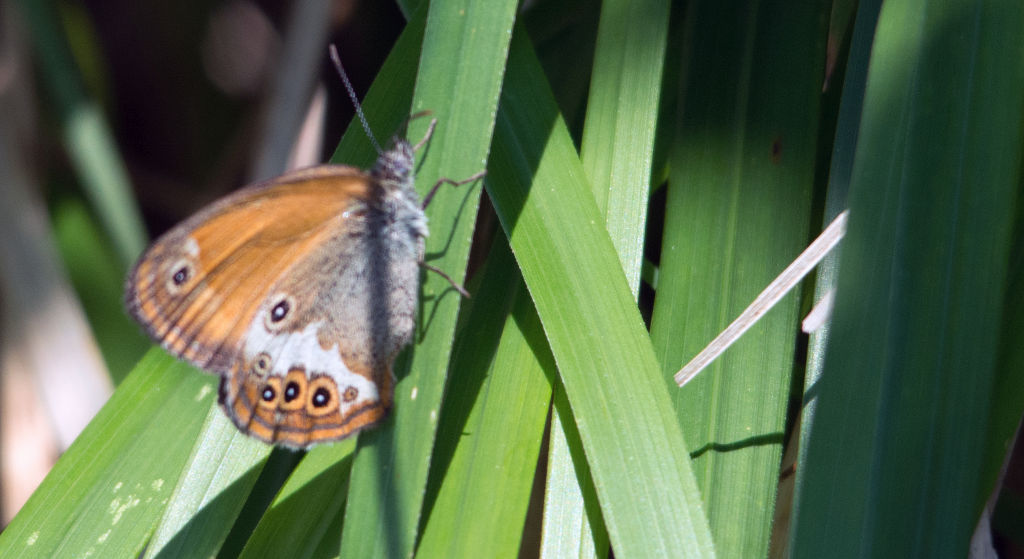 Identificazione - Coenonympha arcania