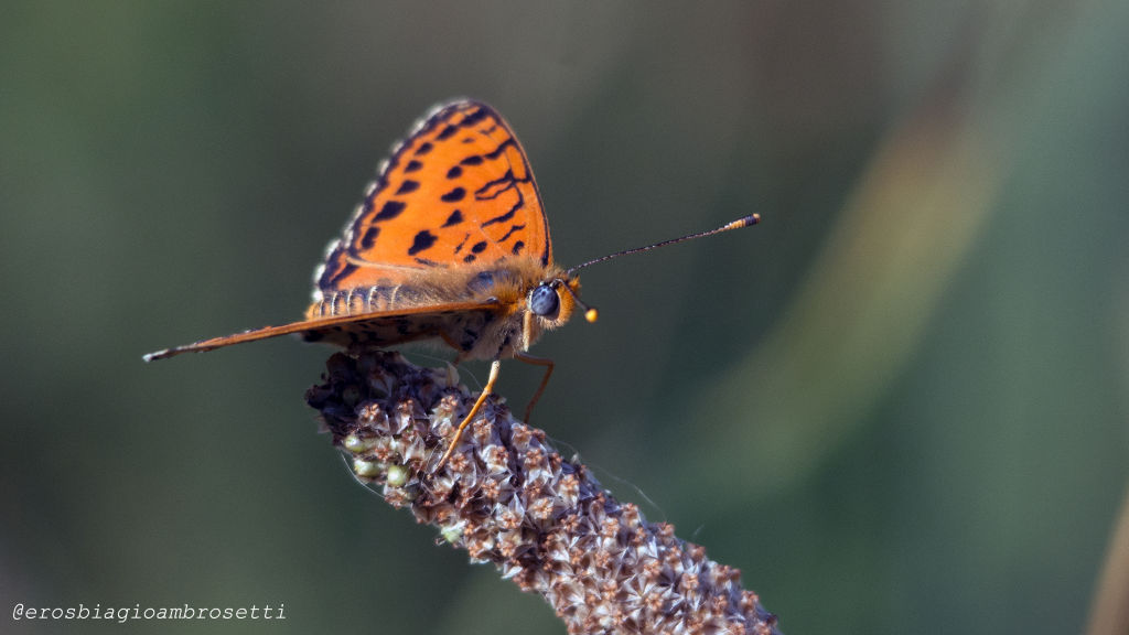 Melitaea? e poi....Melitaea didyma