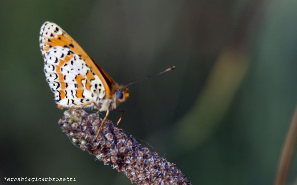 Melitaea? e poi....Melitaea didyma