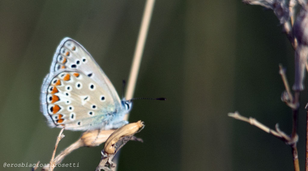 Polyommatus bellargus femmina ????