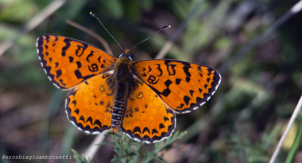 Melitaea? e poi....Melitaea didyma