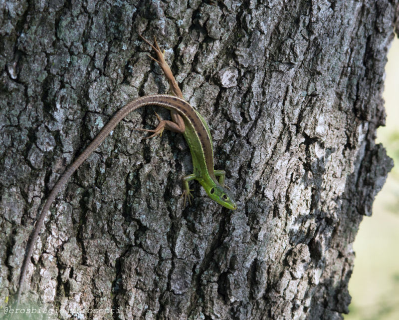 Lacerta bilineata e Podarcis muralis