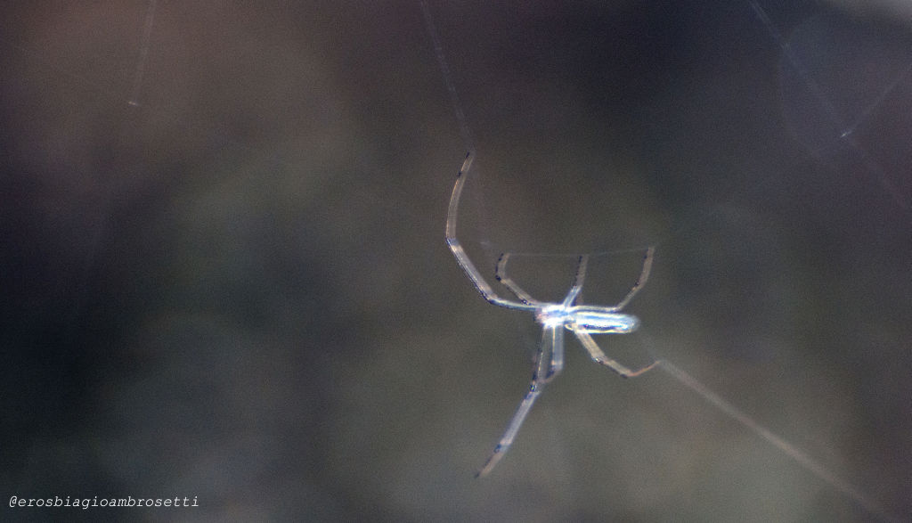 Tetragnatha sp. - Genova (GE)