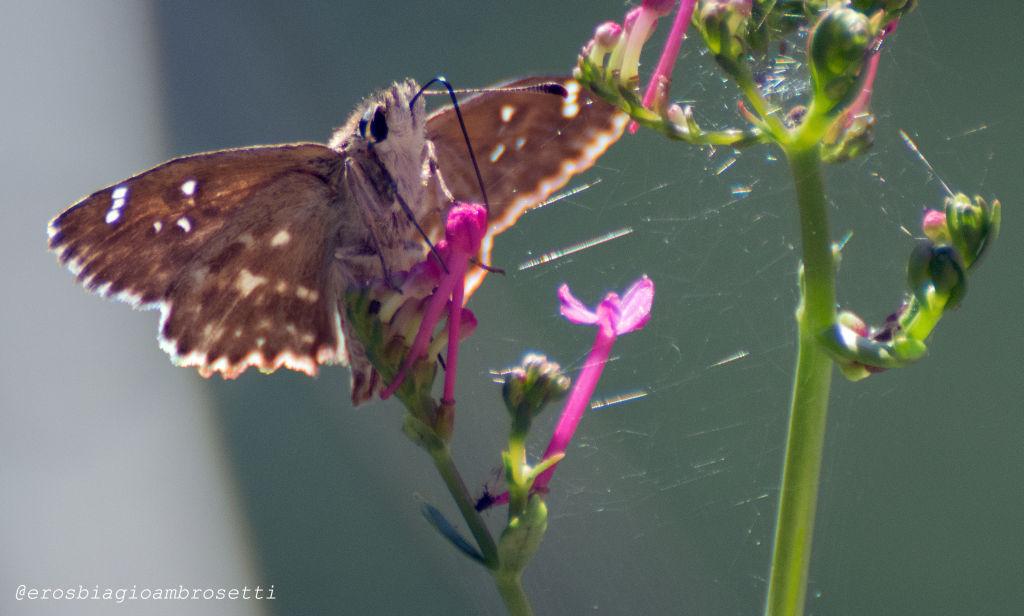 Identificazione - Pyrgus sp.