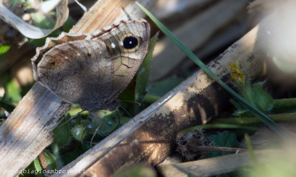 Identificazione - Hipparchia (Neohipparchia) statilinus