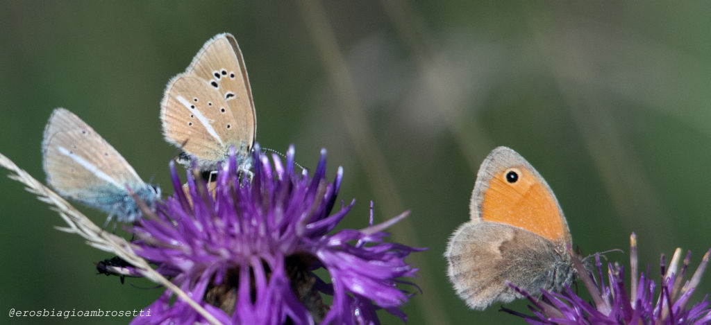 Polyommatus (Agrodiaetus) damon e Coenonympha pamphilus