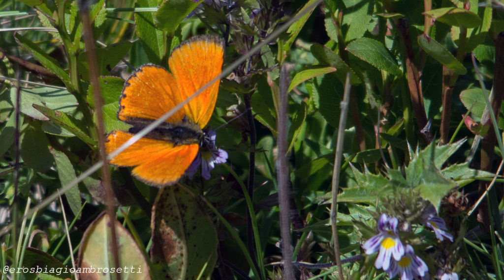 Lycaena virgaureae ? S