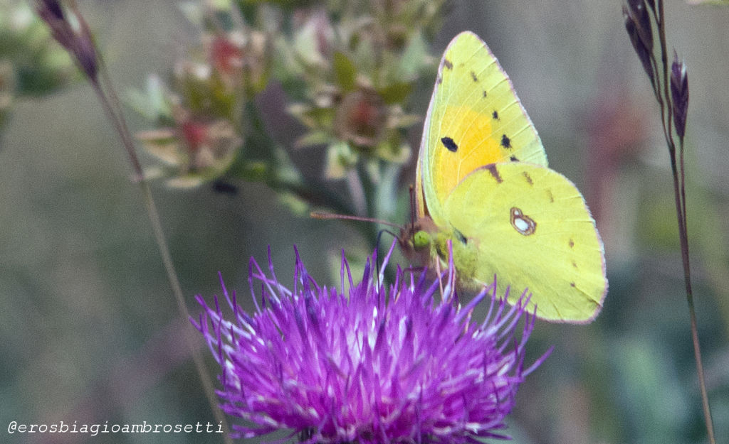 Identificazione - Colias crocea