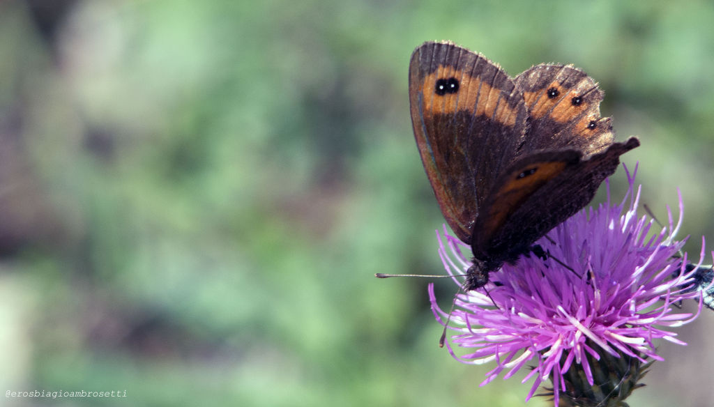 Erebia casioides ? No, Erebia montana