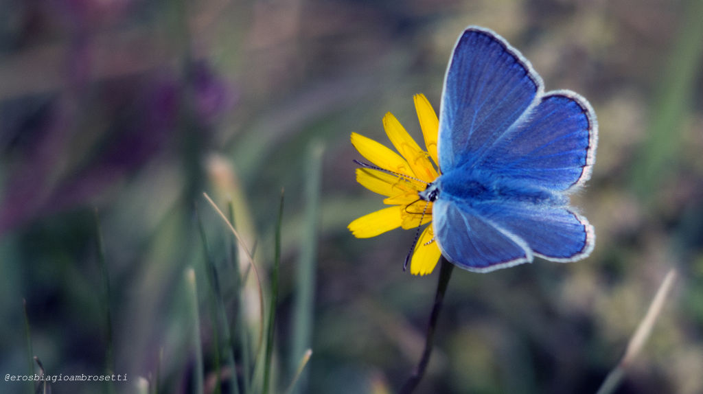 Polyommatus sp.