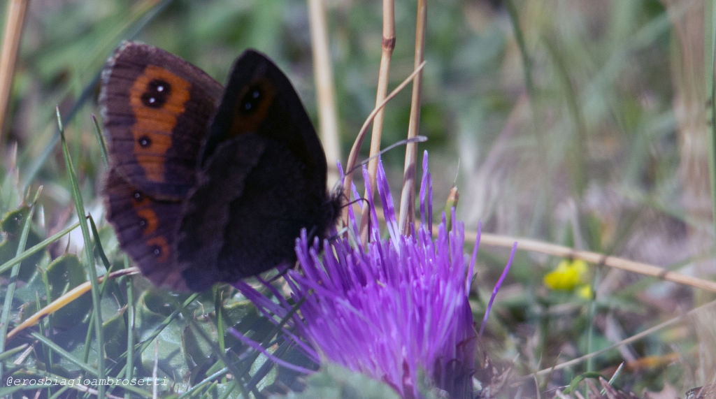 Erebia? quale? Erebia neoridas