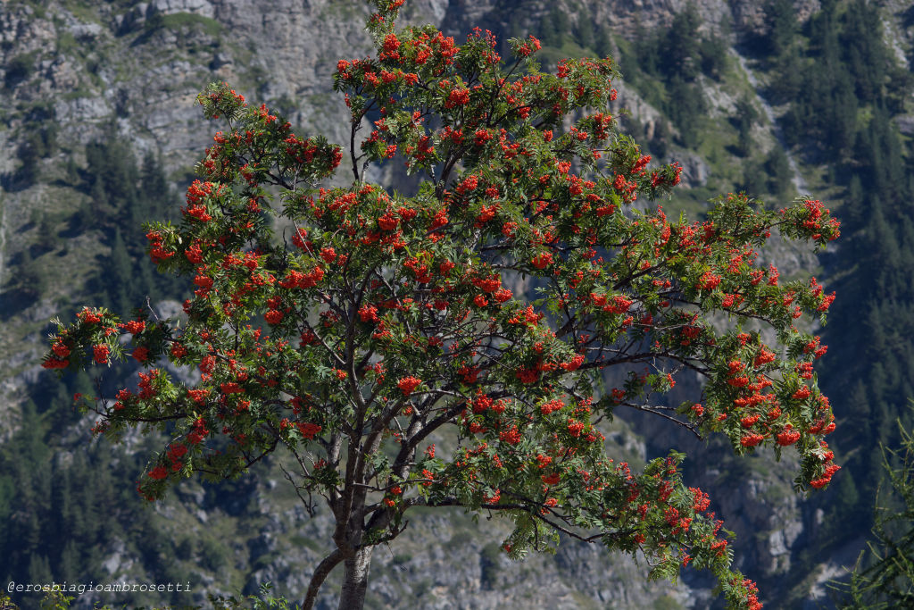 Sorbus aucuparia