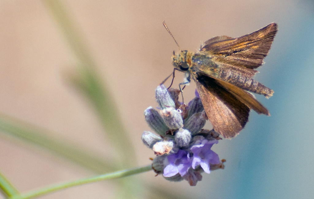 Ochlodes sylvanus (Hesperiidae)