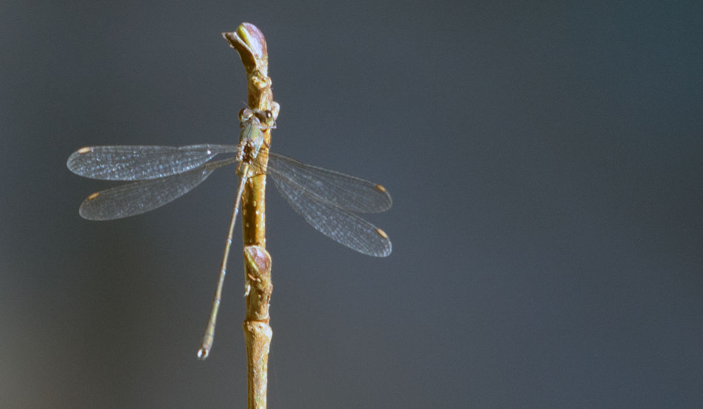 Chalcolestes cfr. parvidens