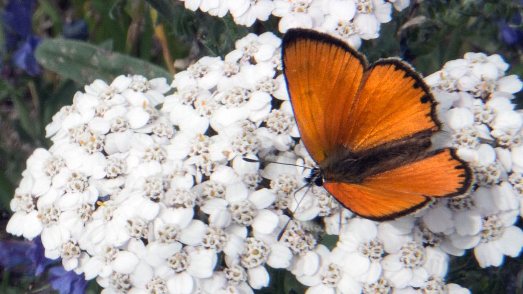 Lycaena virgaureae?