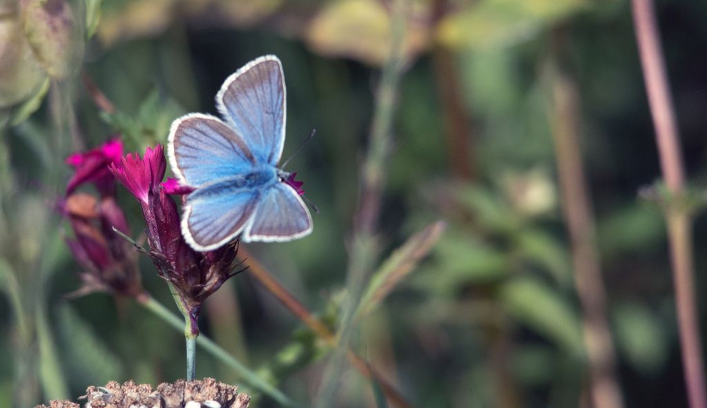 Poliommatus eros?
