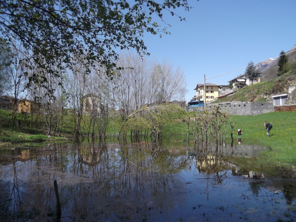 Sopravvivenza popolazione raganella e tritone crestato