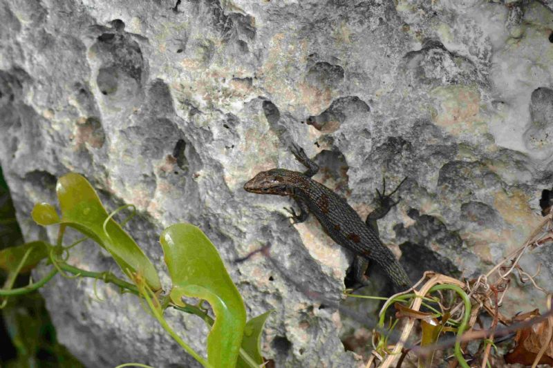 Aiuto identificazione lucertola:   Algyroides nigropunctatus in Puglia