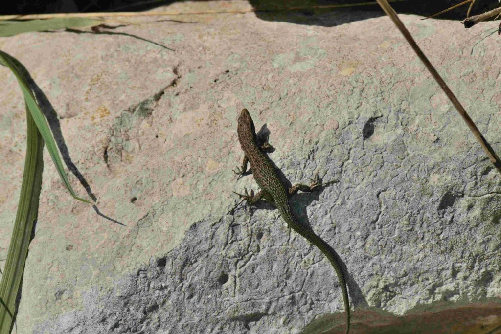 Aiuto identificazione lucertola:   Algyroides nigropunctatus in Puglia