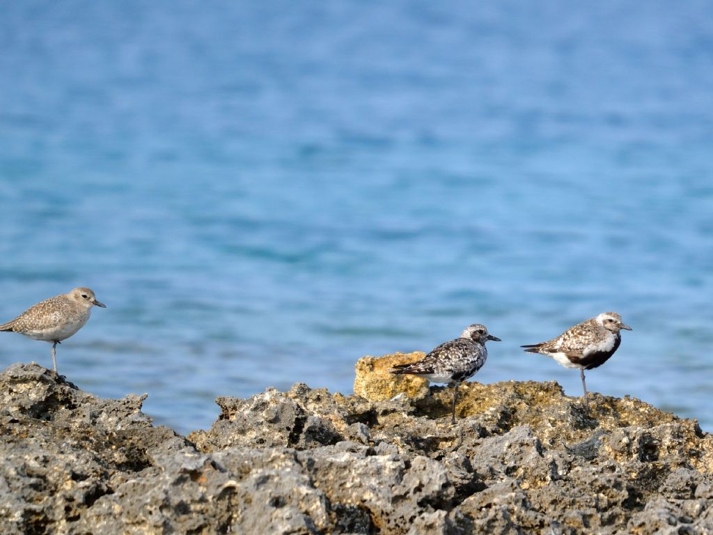 Pivieressa (Pluvialis squatarola)