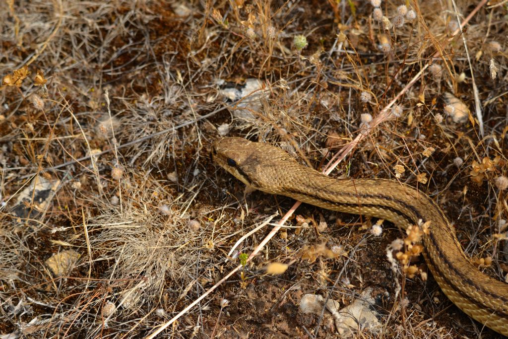 Elaphe quatuorlineata