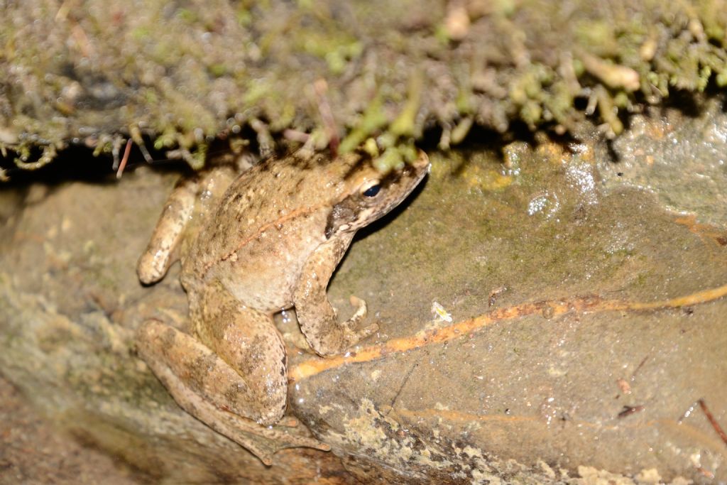 Rana dalmatina? Rana italica