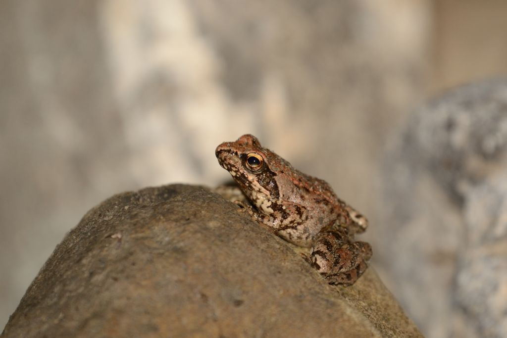 Rana dalmatina? Rana italica