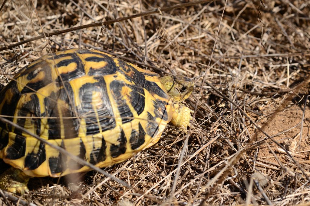 Testudo hermanni