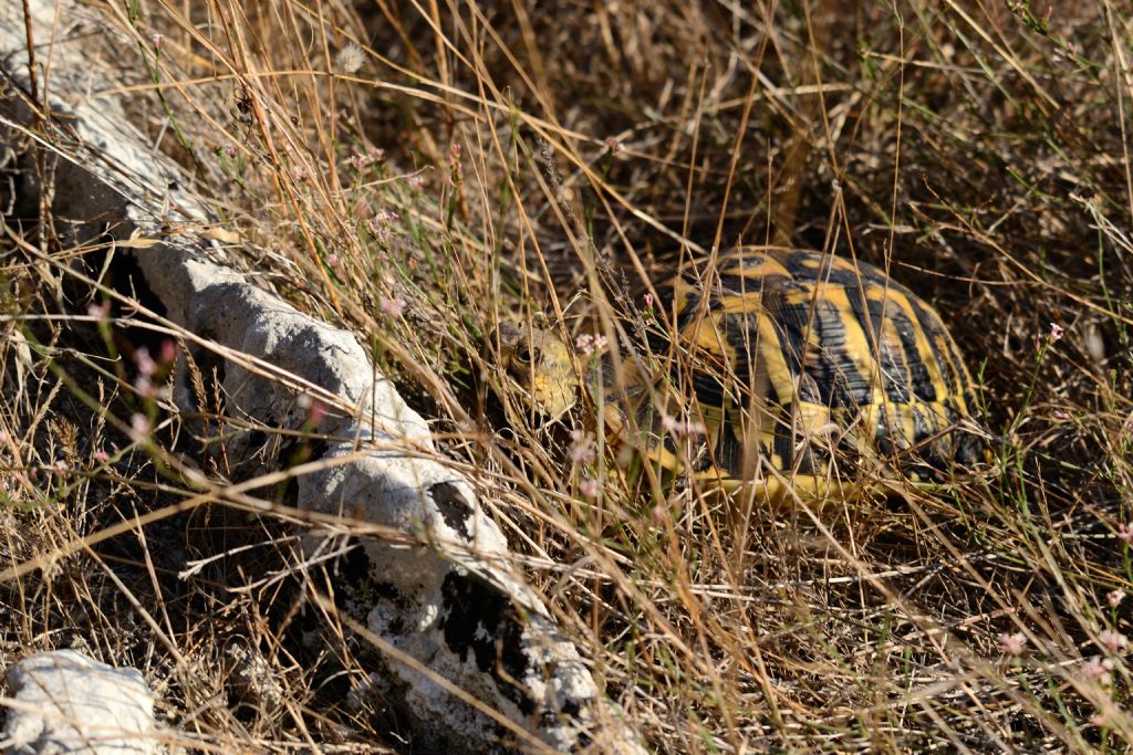 Testudo hermanni