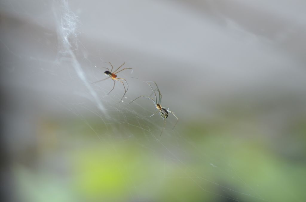Neriene radiata - Rocca Priora (RM)