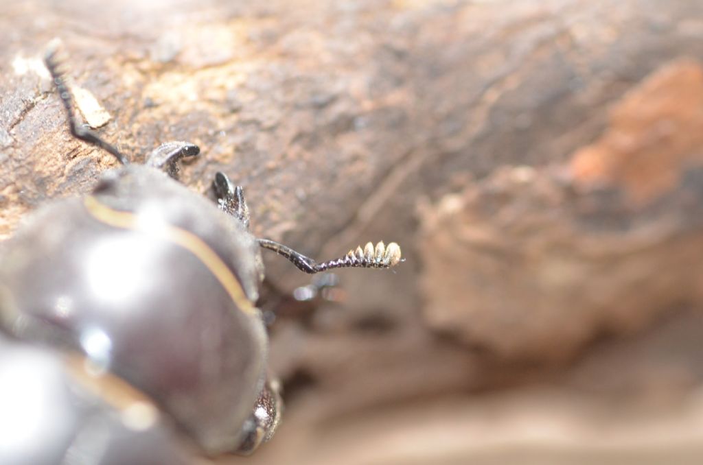 Lucanus tetraodon, femmina, Lucanidae