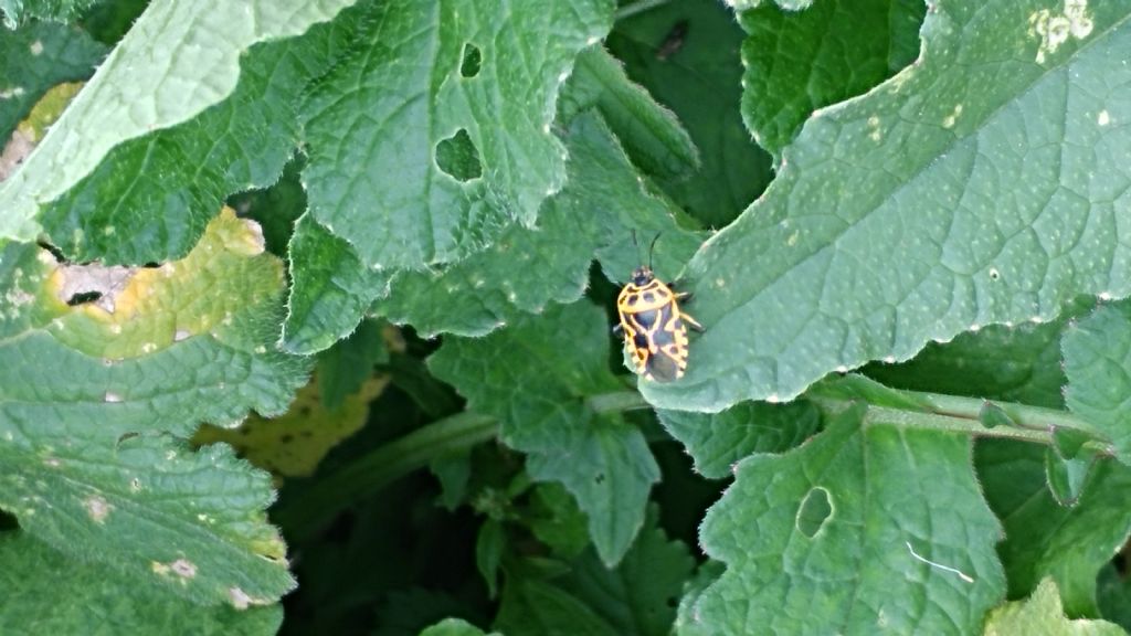 pentatomidae: Eurydema ventralis? S !