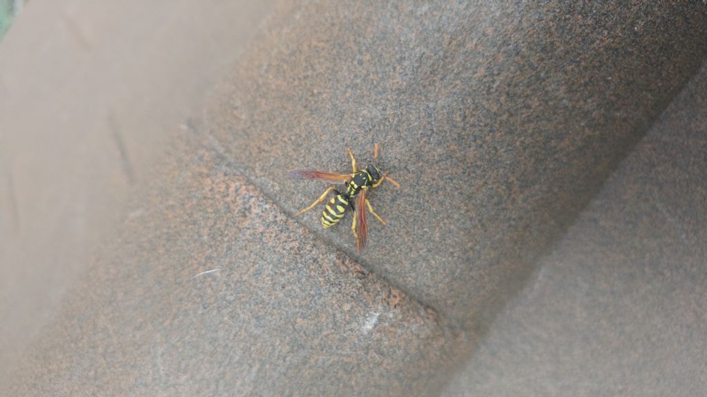 Identificazione Polistes:  Polistes sp.  (P. gallicus?  P. dominula?...)