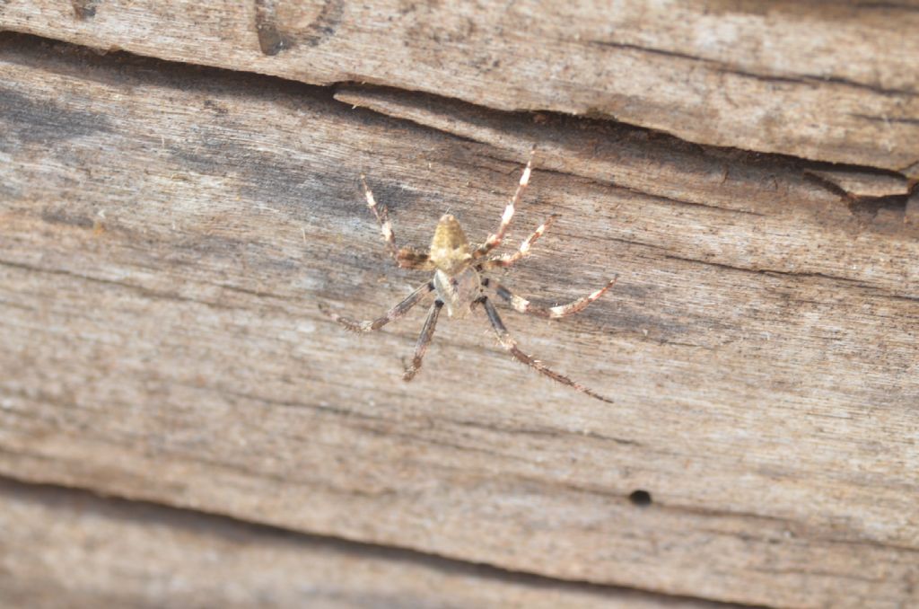 Araneus angolatus? S !  -
