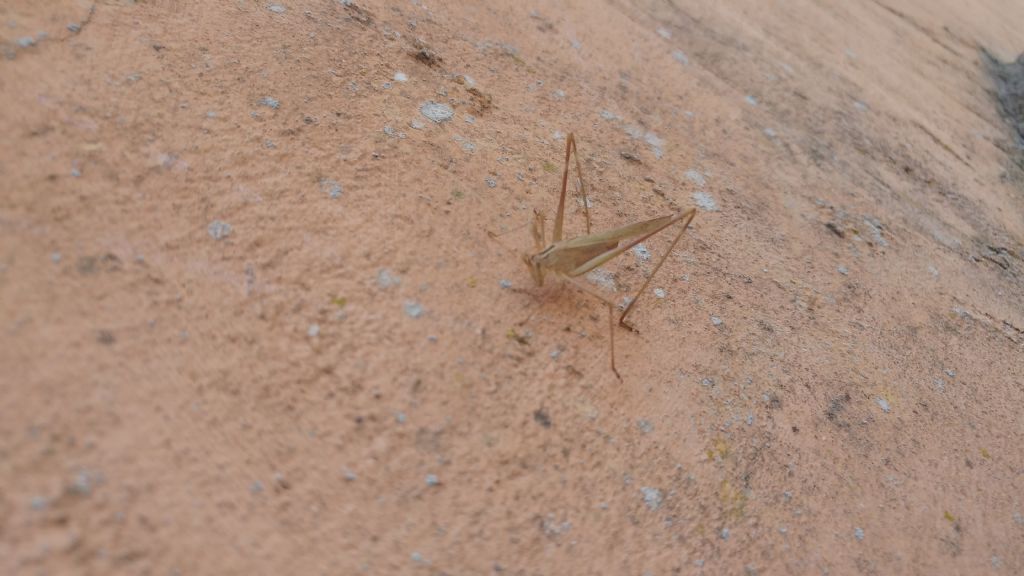 Tylopsis lilifolia (Phaneropteridae)