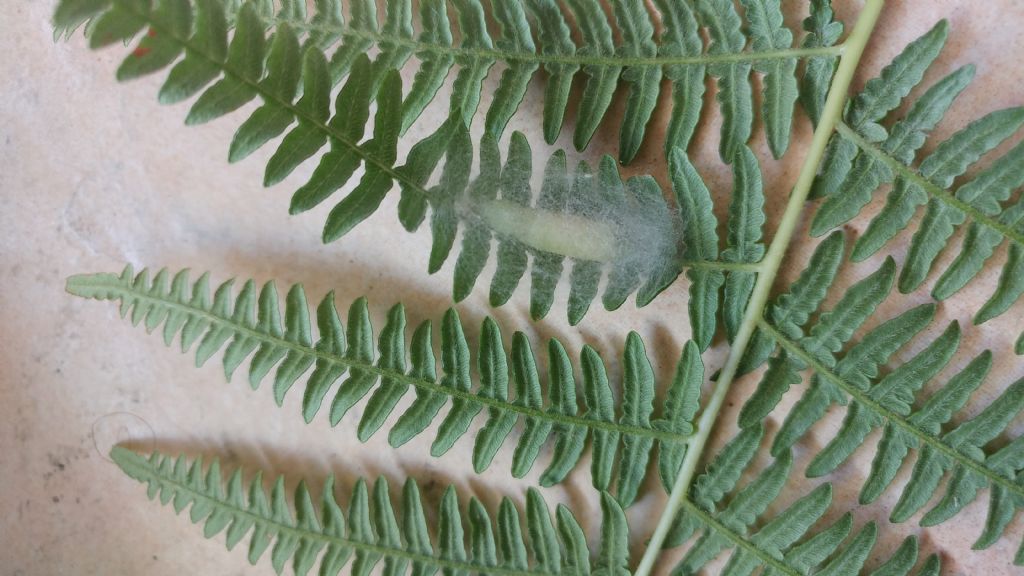 Aiuto identificazione pupa in bozzolo