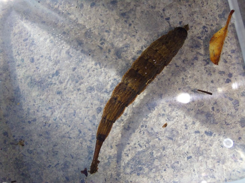 Stratiomydae?