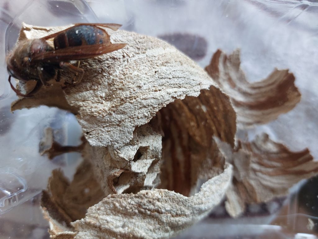 Vespidae: Vespa crabro