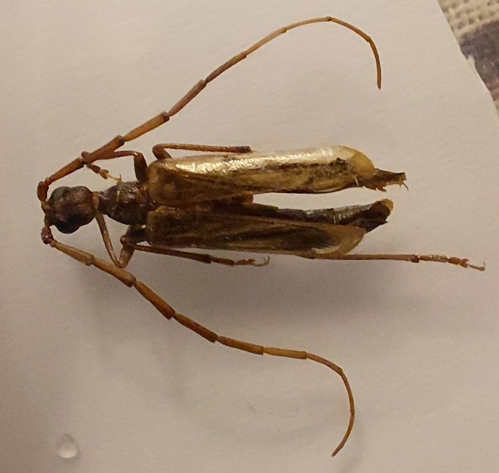 Vesperidae (ex Cerambycidae): maschio di Vesperus luridus