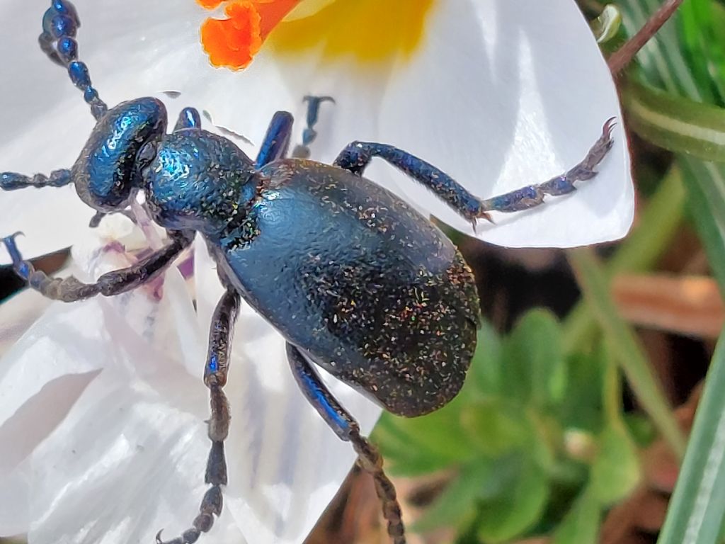 Meloidae: Meloe violaceus? S, maschio