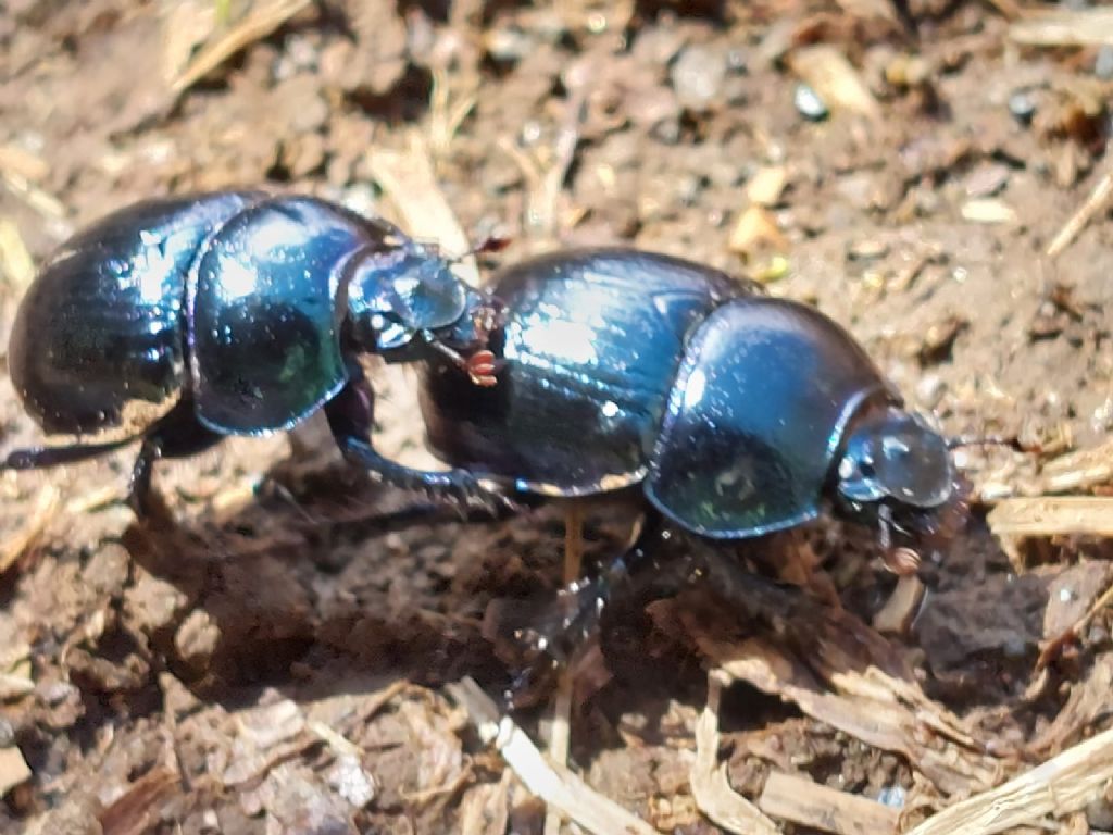 Geotrupidae: Anoplotrupes stercorosus