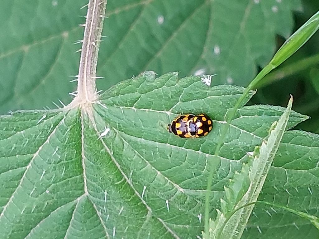 Propylea quatuordecimpunctata? S.