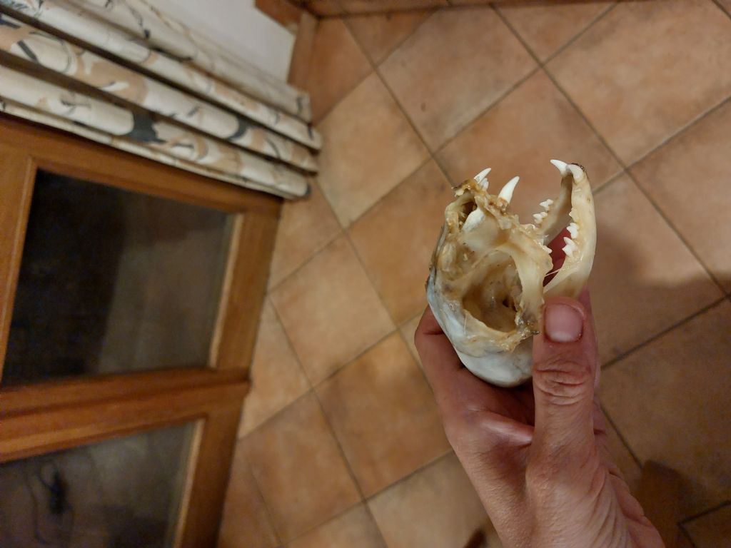 Cranio di gatto?